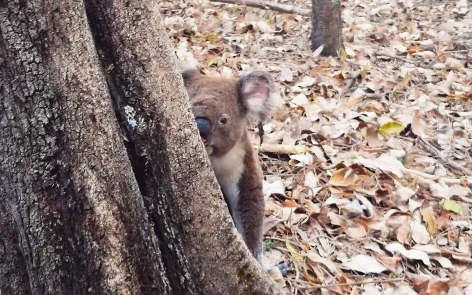 Koala abrazado al tronco de un eucalipto