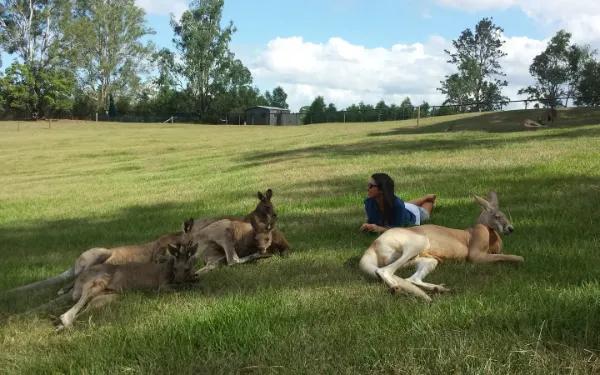 Estudiante de Salta tumbada en el césped junto a canguros en Australia