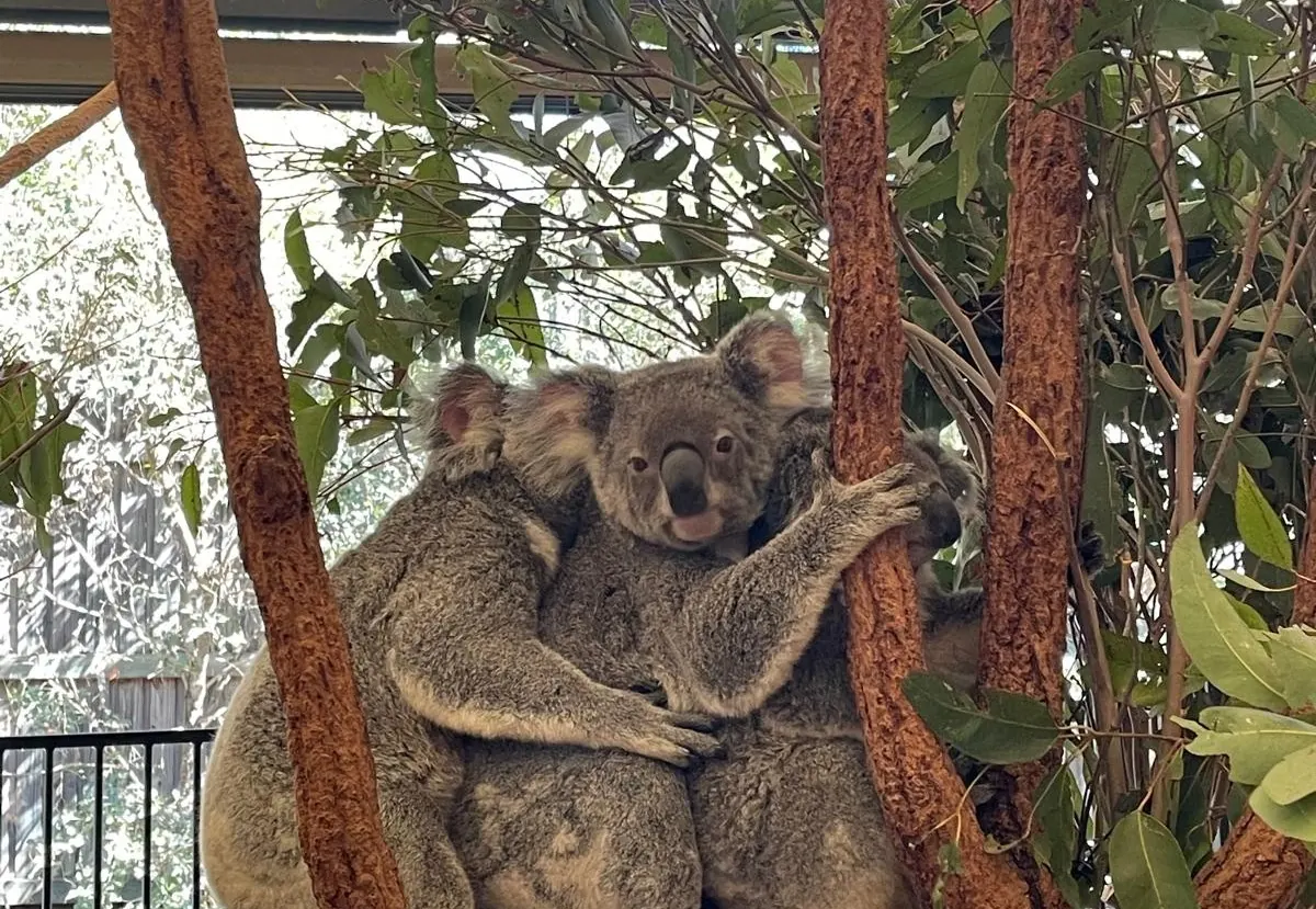 Dos koalas abrazados en un santuario de fauna