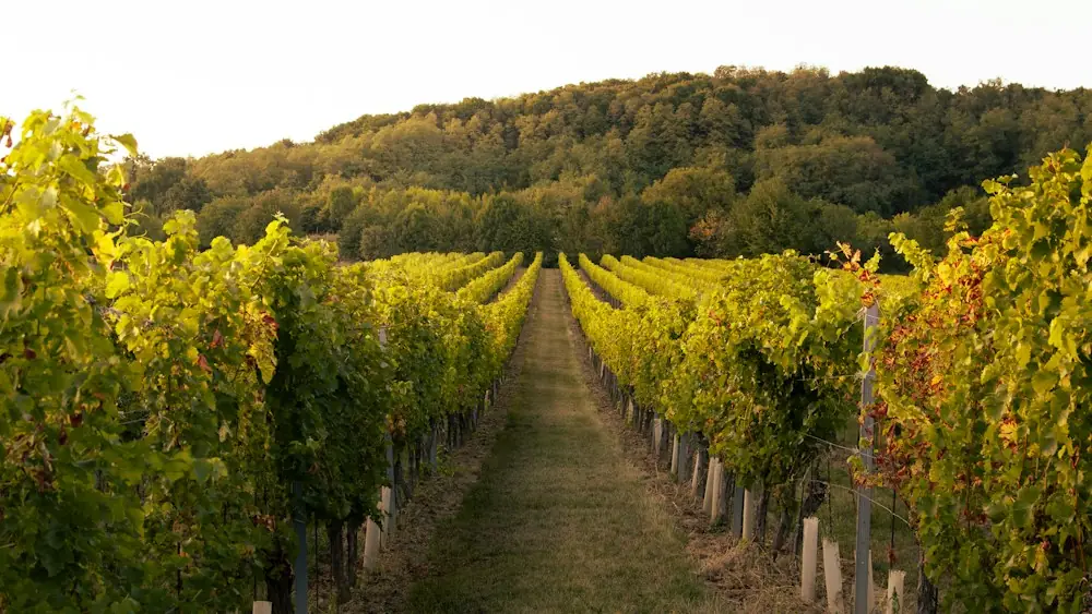 Hileras de viñas en un viñedo de Australia en un día soleado