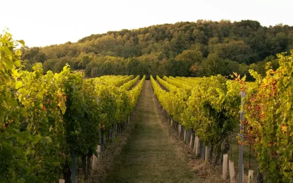 Hileras de viñas en un viñedo de Australia en un día soleado