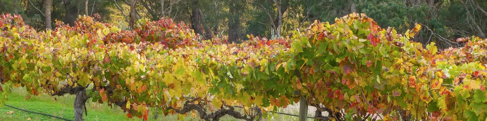 Viñedo bajo el sol en Australia