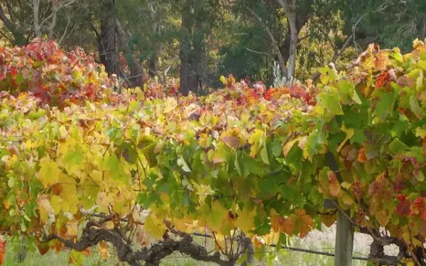 Viñedo bajo el sol en Australia