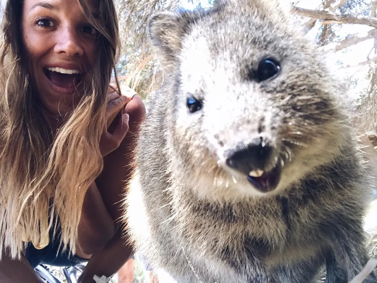 Estudiante de Salta haciéndose un selfi con una quokka en Rottnest