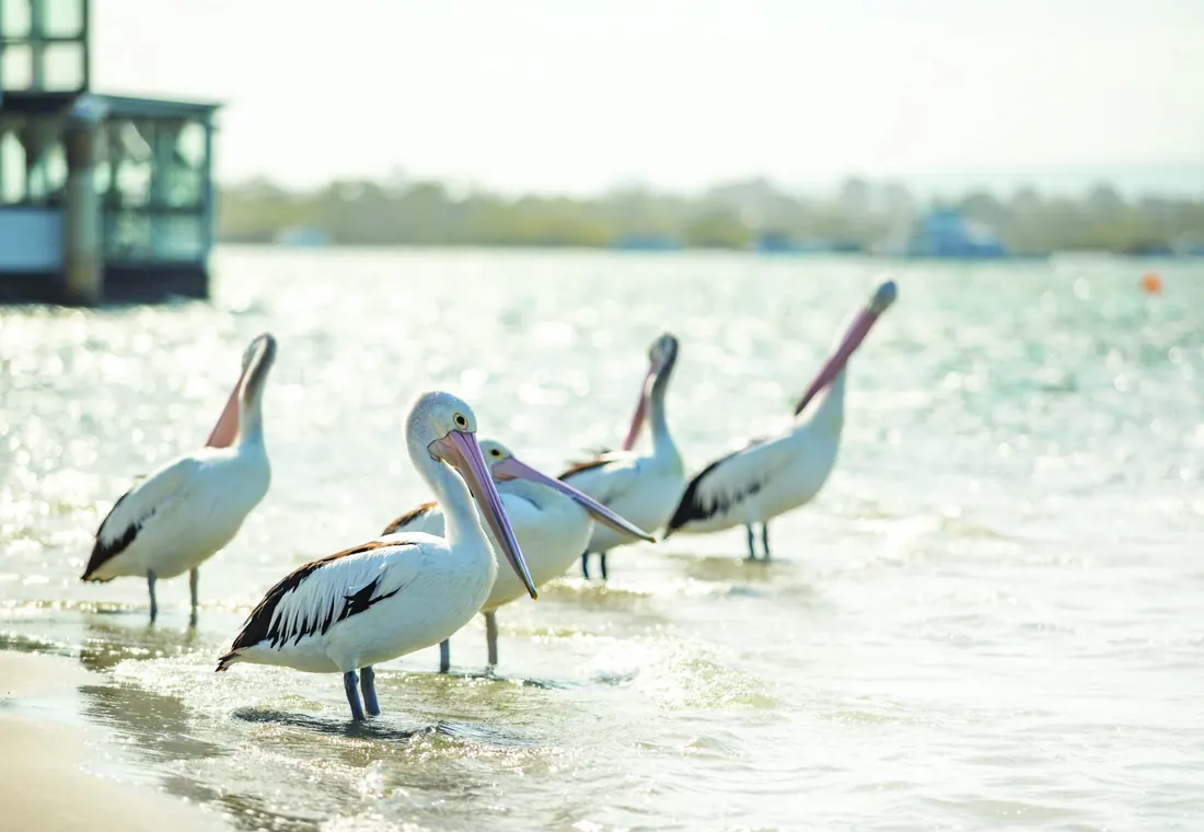 Noosaville, Noosa