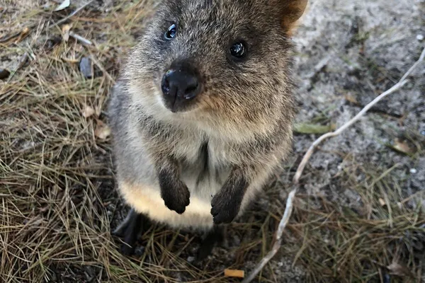 Un quokka mirando a la cámara en Rottnest Island