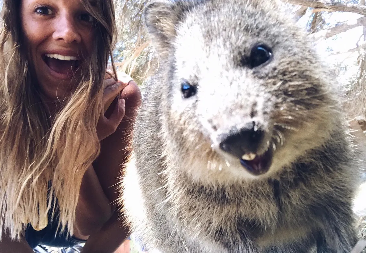 Una estudiante de Salta haciéndose un selfie con un quokka en Rottnest Island