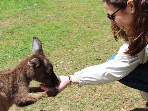 María, estudiante de Salta, dando de comer a un canguro en Melbourne
