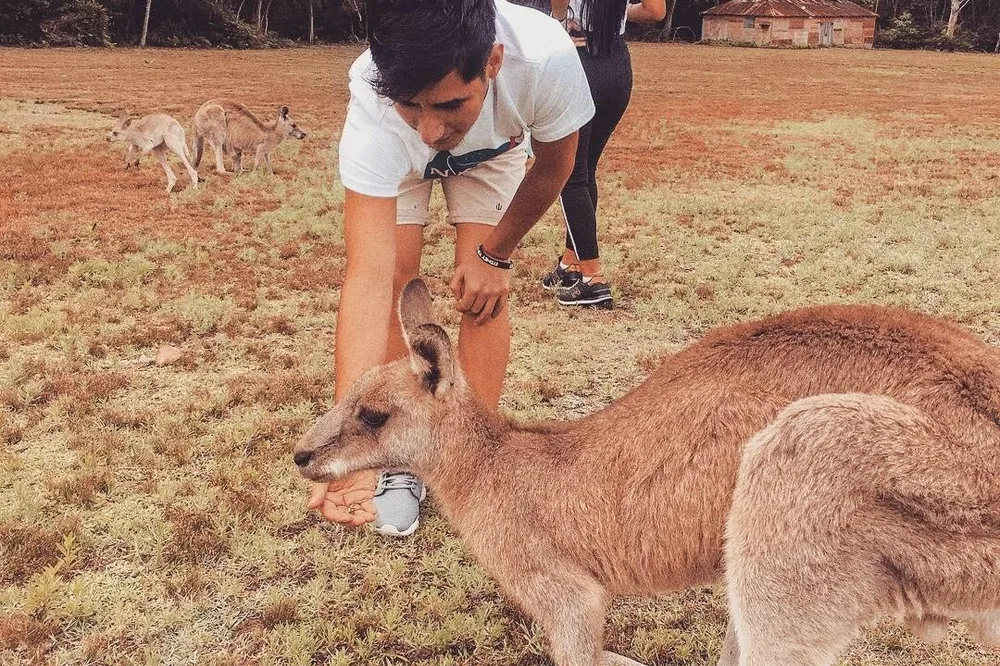 Estudiante de Salta dando de comer a un canguro en Australia
