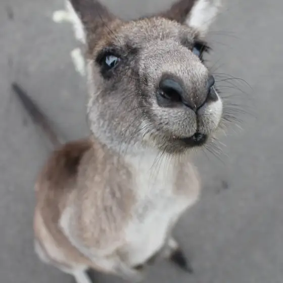 Sí, hay canguros en Australia