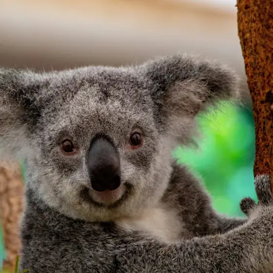 Tu primer koala en Australia