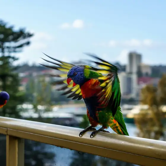 Vecinos muy ruidosos en Australia